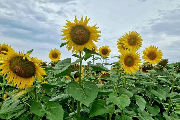 Tekirdağ’da Ayçiçeği Üretimi ve Agrocore ile Hassas Stok Yönetimi